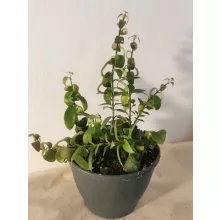 Aeschynanthus Scoubidou