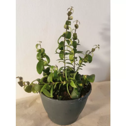 Aeschynanthus Scoubidou