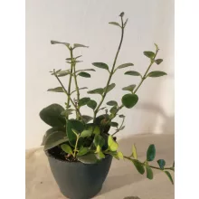 Aeschynanthus Mona Lisa