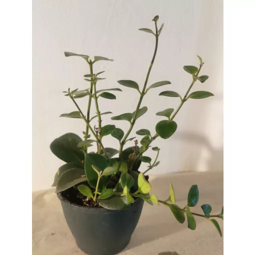 Aeschynanthus Mona Lisa