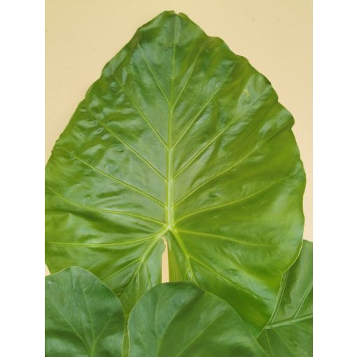 Alocasia macrorrhiza