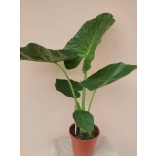 Alocasia macrorrhiza