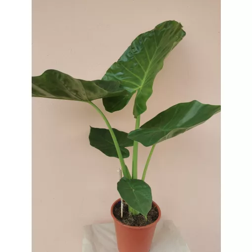 Alocasia macrorrhiza