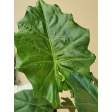 Alocasia portodora