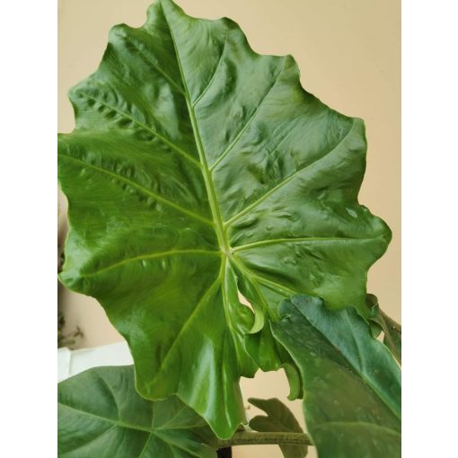 Alocasia portodora