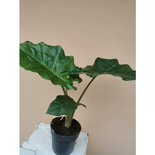 Alocasia portodora