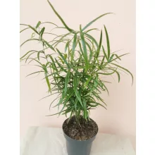 Asparagus falcatus - Sarlós aszparágusz