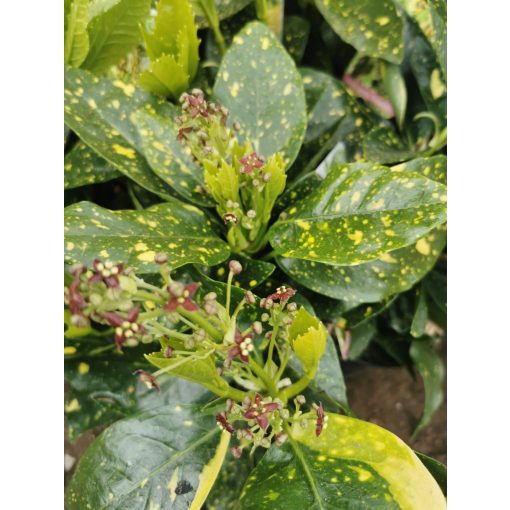 Aucuba japonica Crotonifolia