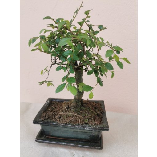 Zelkova serrata - Japán gyertyánszil (bonsai)