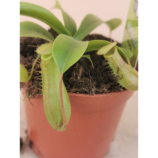 Nepenthes 3