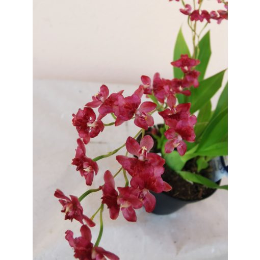 Oncidium Twinkle Red