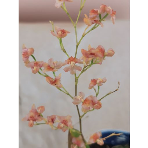 Oncidium Twinkle Peach