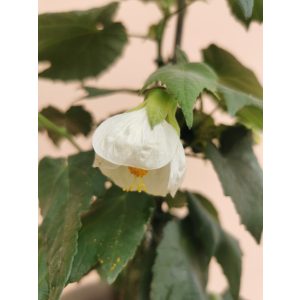 Selyemmályva - Abutilon sp White