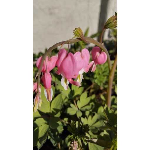 Dicentra spectabilis - Szívvirág