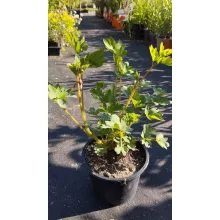 Dicentra spectabilis - Szívvirág