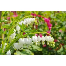 Dicentra spectabilis Alba - Fehér szívvirág