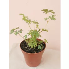 Dicentra spectabilis Alba - Fehér szívvirág