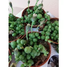 Senecio rowleyanus (p5)