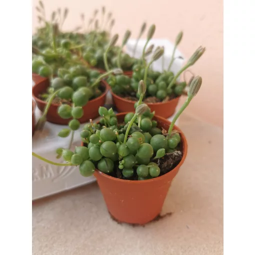 Senecio rowleyanus (p5)