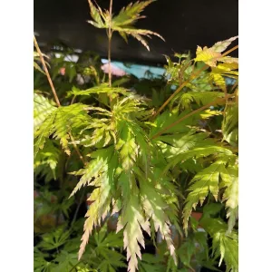 Acer palmatum Orange Lace (p10) - Japán juhar