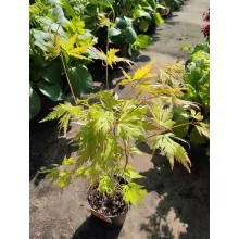 Acer palmatum Orange Lace (p10) - Japán juhar