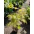 Acer palmatum Orange Lace (p10) - Japán juhar
