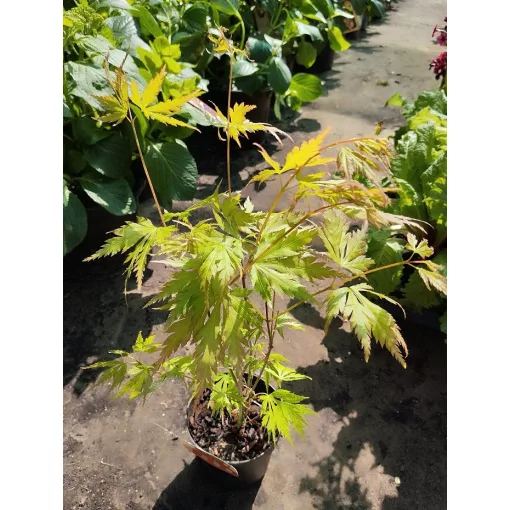 Acer palmatum Orange Lace (p10) - Japán juhar