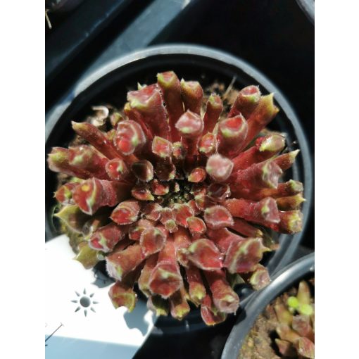 Sempervivum Red Oddity - Kövirózsa