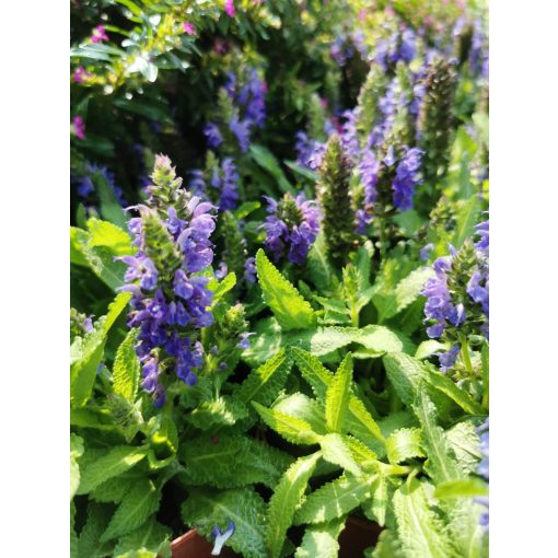 Salvia nemorosa Sensation Deep Blue - Törpe ligeti zsálya