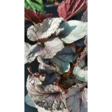 Begonia rex 1