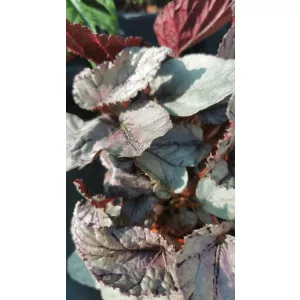 Begonia rex 1