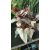 Begonia rex 1