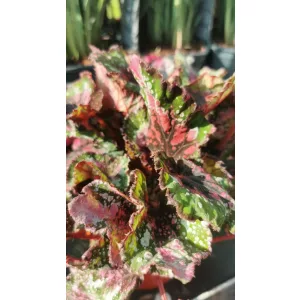 Begonia rex 2