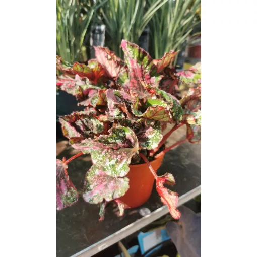 Begonia rex 2