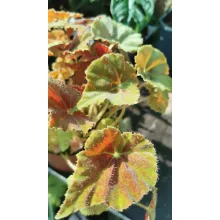 Begonia rex 3