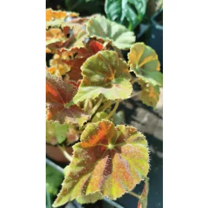 Begonia rex 3