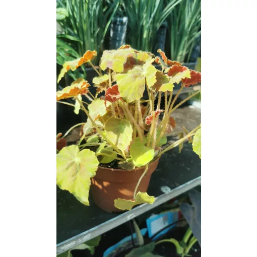 Begonia rex 3