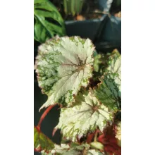 Begonia rex 4