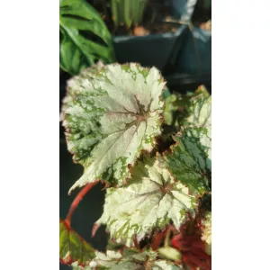 Begonia rex 4