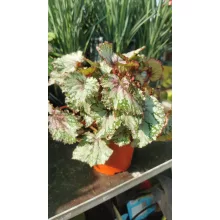 Begonia rex 4