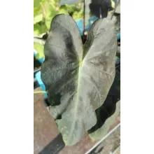 Colocasia Aloha - Elefántfül