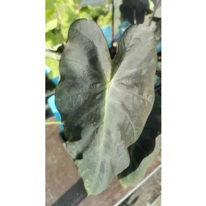 Colocasia Aloha - Elefántfül