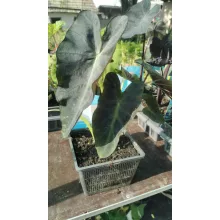 Colocasia Aloha - Elefántfül