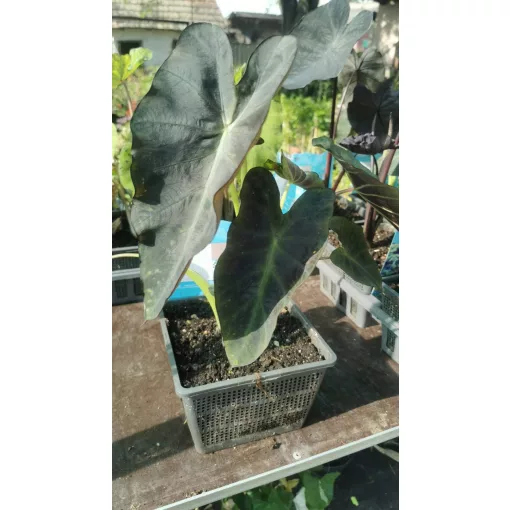 Colocasia Aloha - Elefántfül