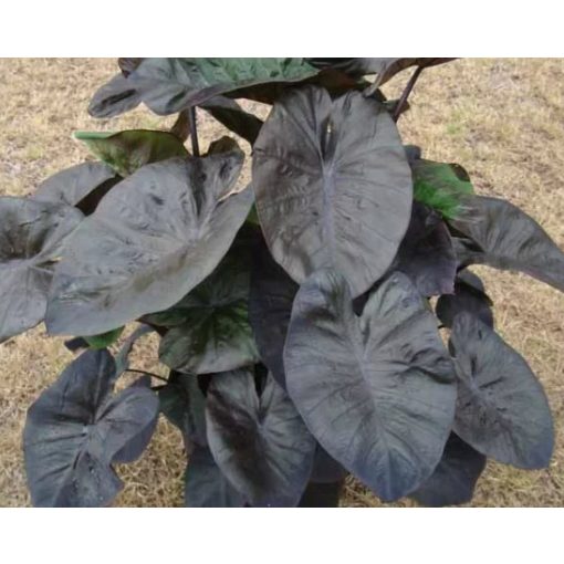 Colocasia Kona Coffee