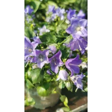 Campanula isophylla Starina Spring Bluebell - Csüngő harangvirág