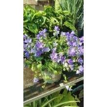 Campanula isophylla Starina Spring Bluebell - Csüngő harangvirág