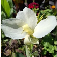 Canna Alaska - Fehér kannavirág