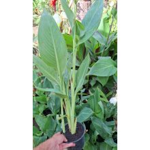 Canna Alaska - Fehér kannavirág