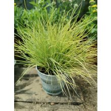 Festuca glauca Amigold - Csenkesz